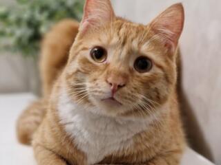 Отдам кота в связи с переездом