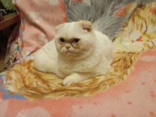 Очаровательный голубоглазый плюшевый скоттиш-фолд колор-пойнт, видео