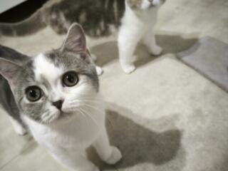 Продаю котят