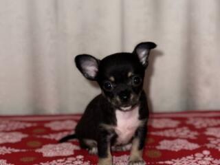 Продам щенков чихуахуа