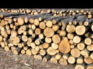 Продам дрова Ясень 800 рублей за куб