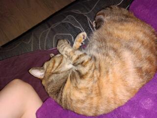 Ищу новых родителей для кошечки