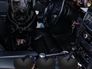 Щенки лабрадора