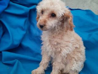 Той пудель Пудель мальчик