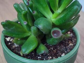 Крассула Коралл