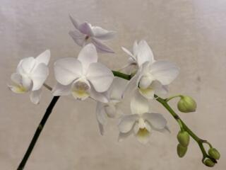 Продам орхидею