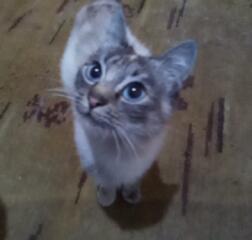 Отдам котиков в добрые руки.