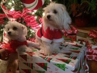 Продаются Щенки мальтийской болонки! С прививками и документами!