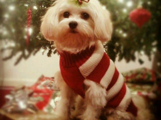 Щенки мальтийской болонки. С прививками и документами! Вайбер, Ватсап.