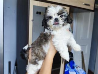 Щенки Ши-тцу