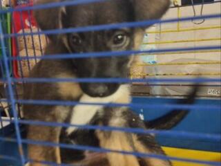 Отдам в хорошие руки