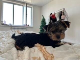 Йоркширский терьер