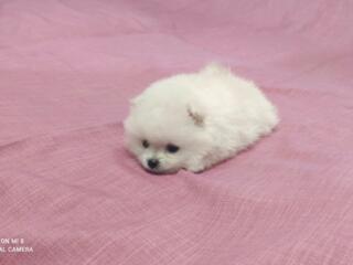 Померанский шпиц. Два мальчика