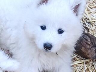 Щенки Самоеда