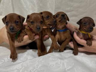 Клубные (WKU) щенки цвергпинчера