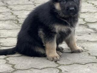 Щенки чистокровные немецкой овчарки