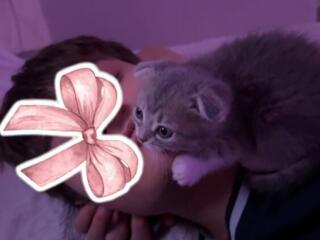 Шотландская вислоухая кошечка 