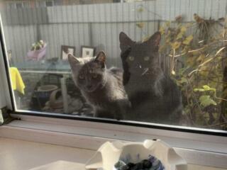 Отдам двух котят в добрые руки звонить 24/24