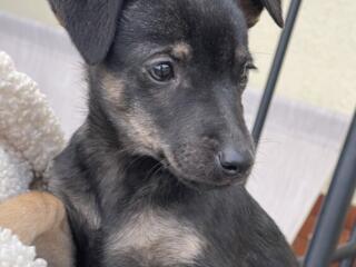 Отдам щеночка