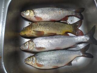 Свежая Рыба Всегда