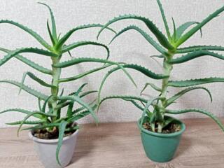 Алоэ столетник