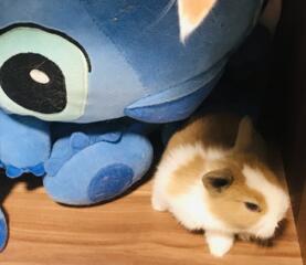 Декоративные кролики