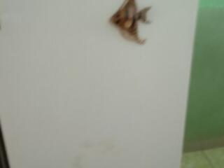 Донбасс 800 руб отлично морозит возможно доставка