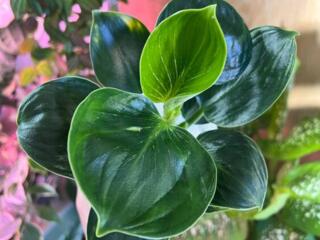 Продам комнатные растения