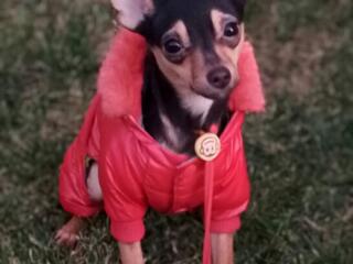 Той-терьерчик