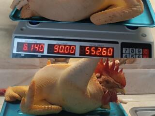 Петушки резанные и живые. Яйцо.