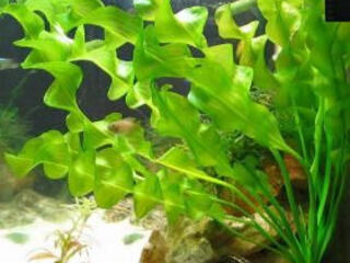 Продам аквариумные растения и рыбок гуппи.