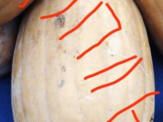 Куплю Тыкву.