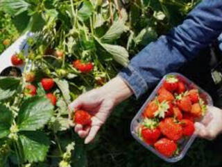 Работа в Германии по биометрическому паспорту.