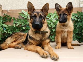 Щенки немецкой овчарки зонарного окраса