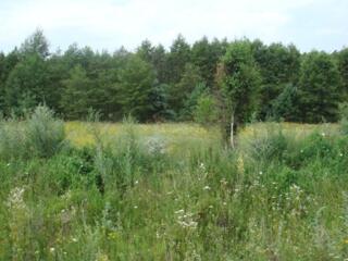 Ваш Уголок Спокойствия: Участок 25 соток возле Десны и Леса (с. ...