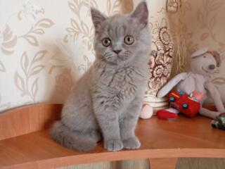 Шотландская девочка