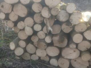 Продам дрова твёрдой породы Клён 650 за куб