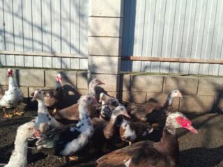 Продаются индоутки