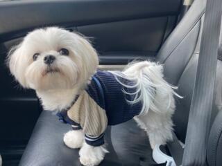 Вязка Мальтезе 150€