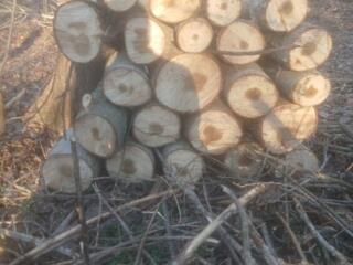Продам дрова мягкой породы Топали 550 рублей куб