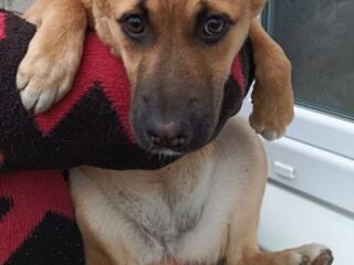 Отдам щенка в добрые руки