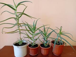 Aloe Vera; Алоэ Вера