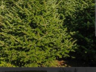 Свежайшие елки