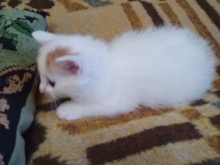 Продаются белые котята породы турецкая ангора.