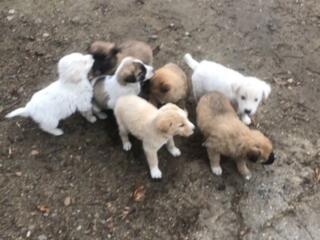 Отдам в добрые руки!