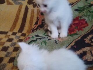 Продаются котята породы турецкая ангора