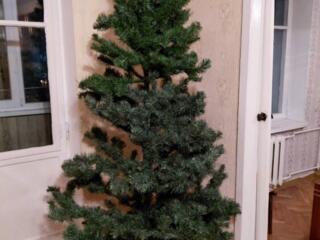 Продам елку сосну Сосна 900 руб высота 170 см Елка 230см 1000 руб Хор