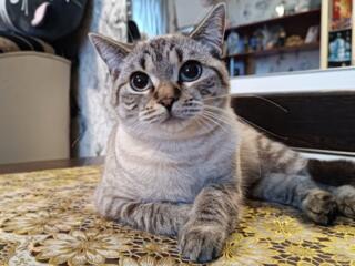 В добрые руки