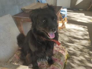 Отдам в хорошие и заботливые руки