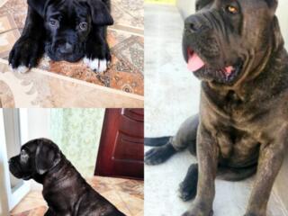 Продам щенка Кане Корсо